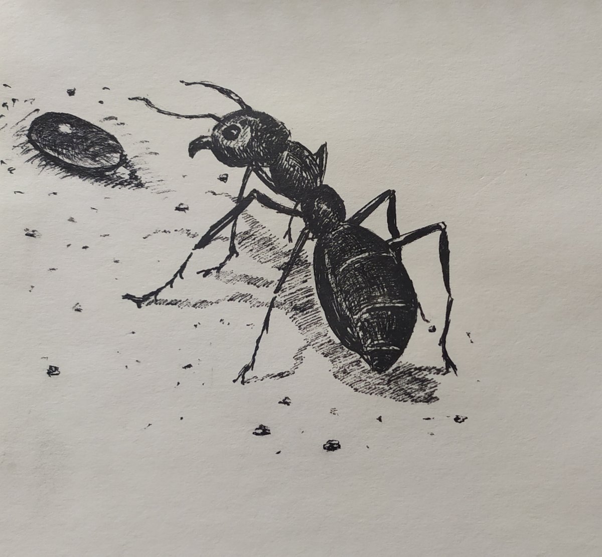 Рисунок муравей авторучкой