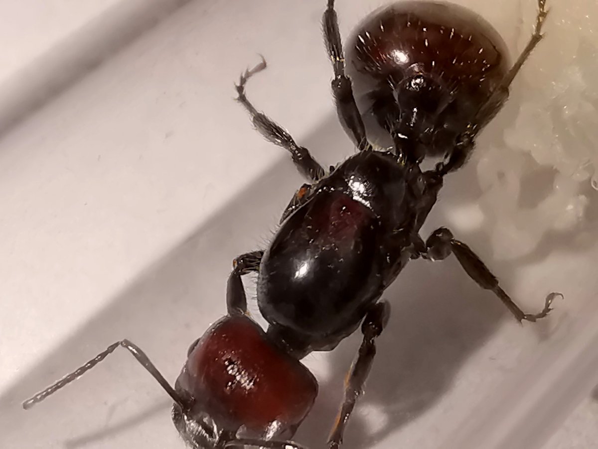 Messor barbarus (красноголовый муравей-Жнец)