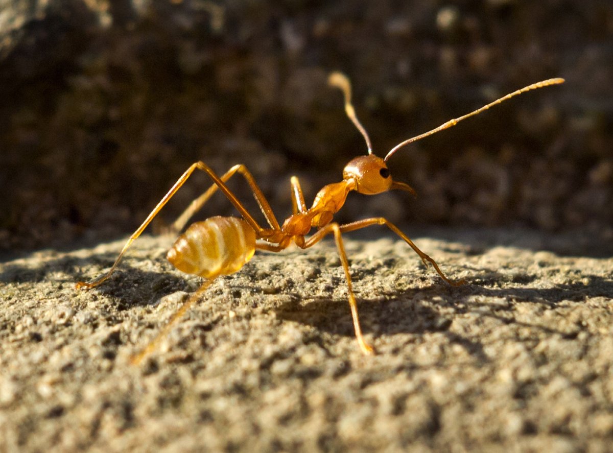 Муравьи разведчики