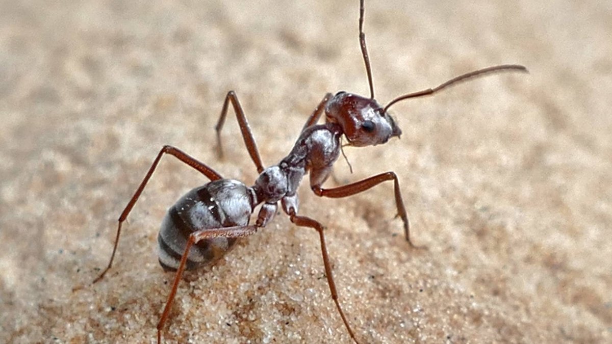 Сахарский муравей