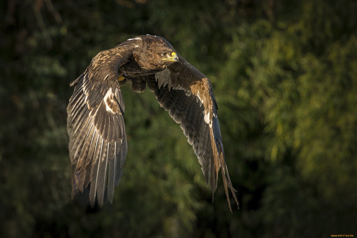 Хищные птицы пташка