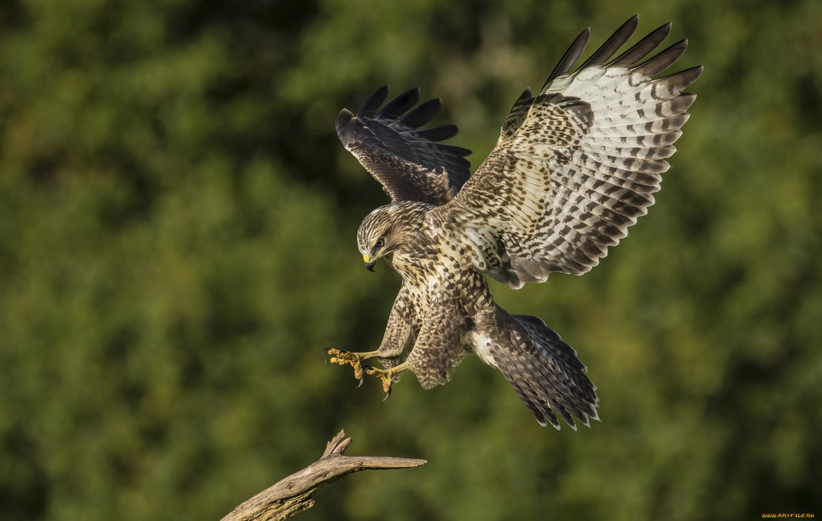 Хищные ночные птицы подмосковья