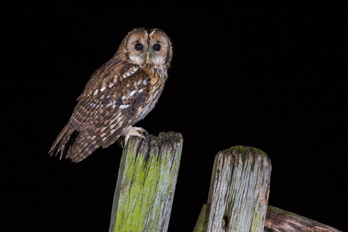 Серая неясыть рыжая МОРФА