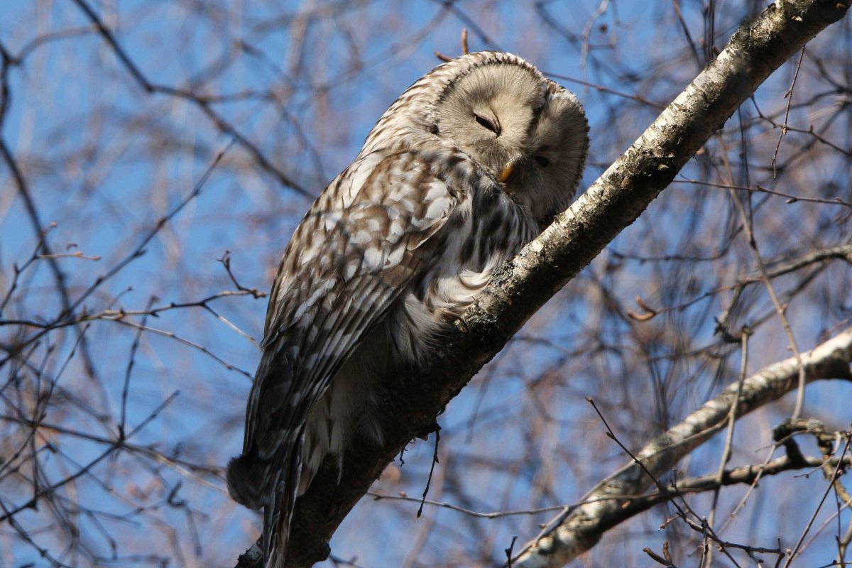 Сова неясыть длиннохвостая (Strix uralensis)