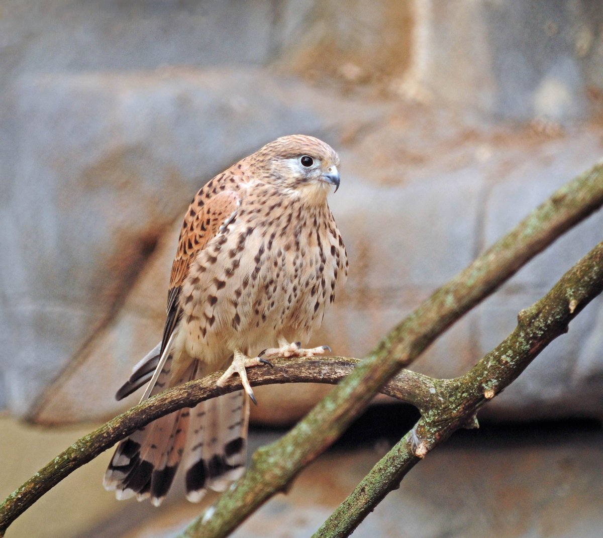 Реюньонская пустельга