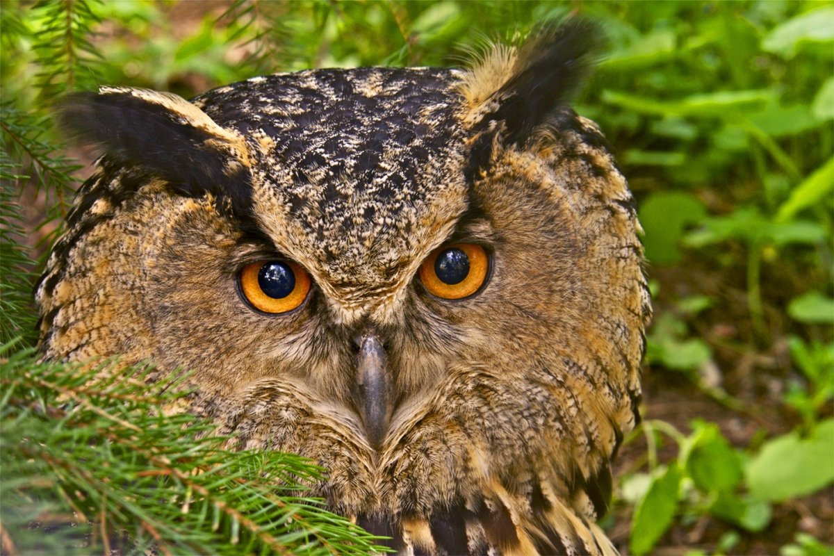 Филин Bubo Bubo