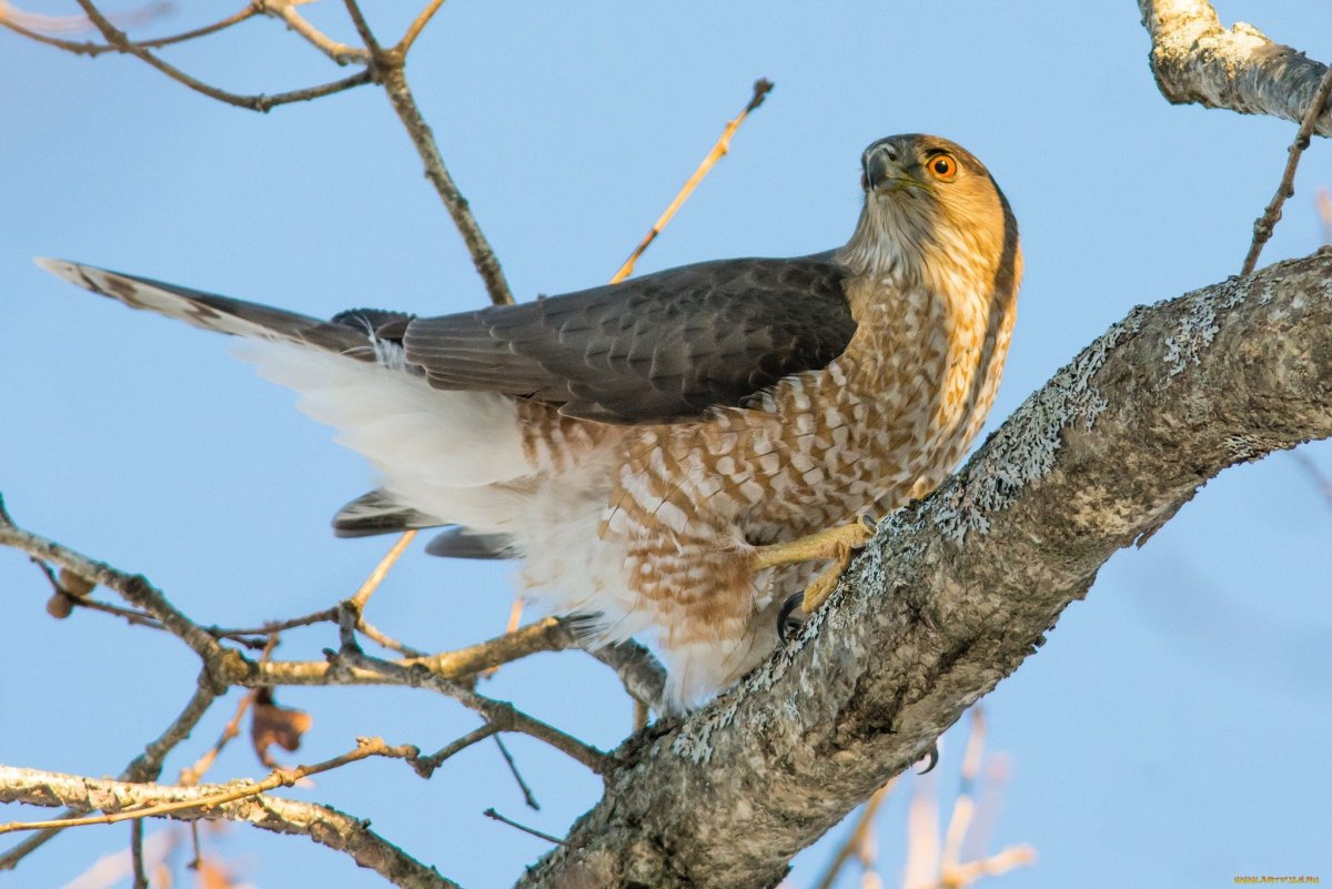 Краснохвостый Сарыч