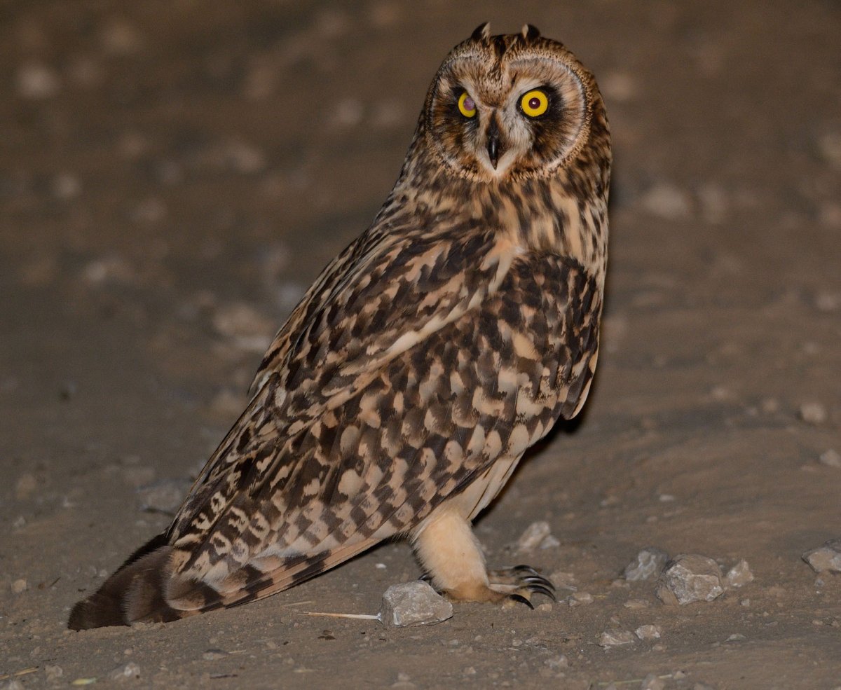 Болотная Сова Хакасии