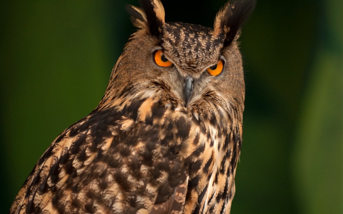 Филин обыкновенный (Bubo Bubo)