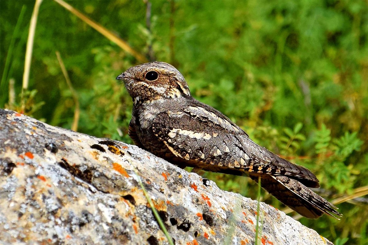 Козодой обыкновенный