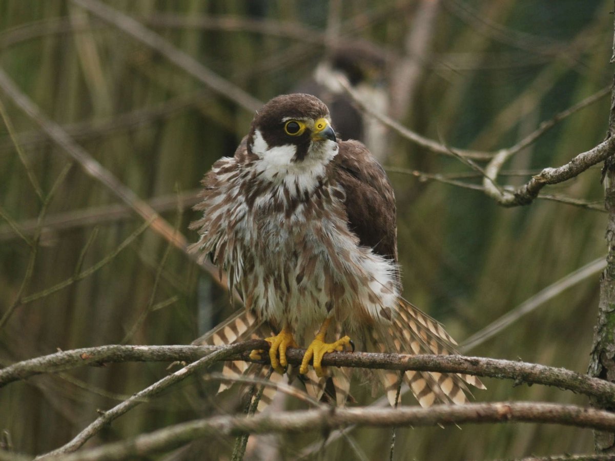 Чеглок семейство Соколиные