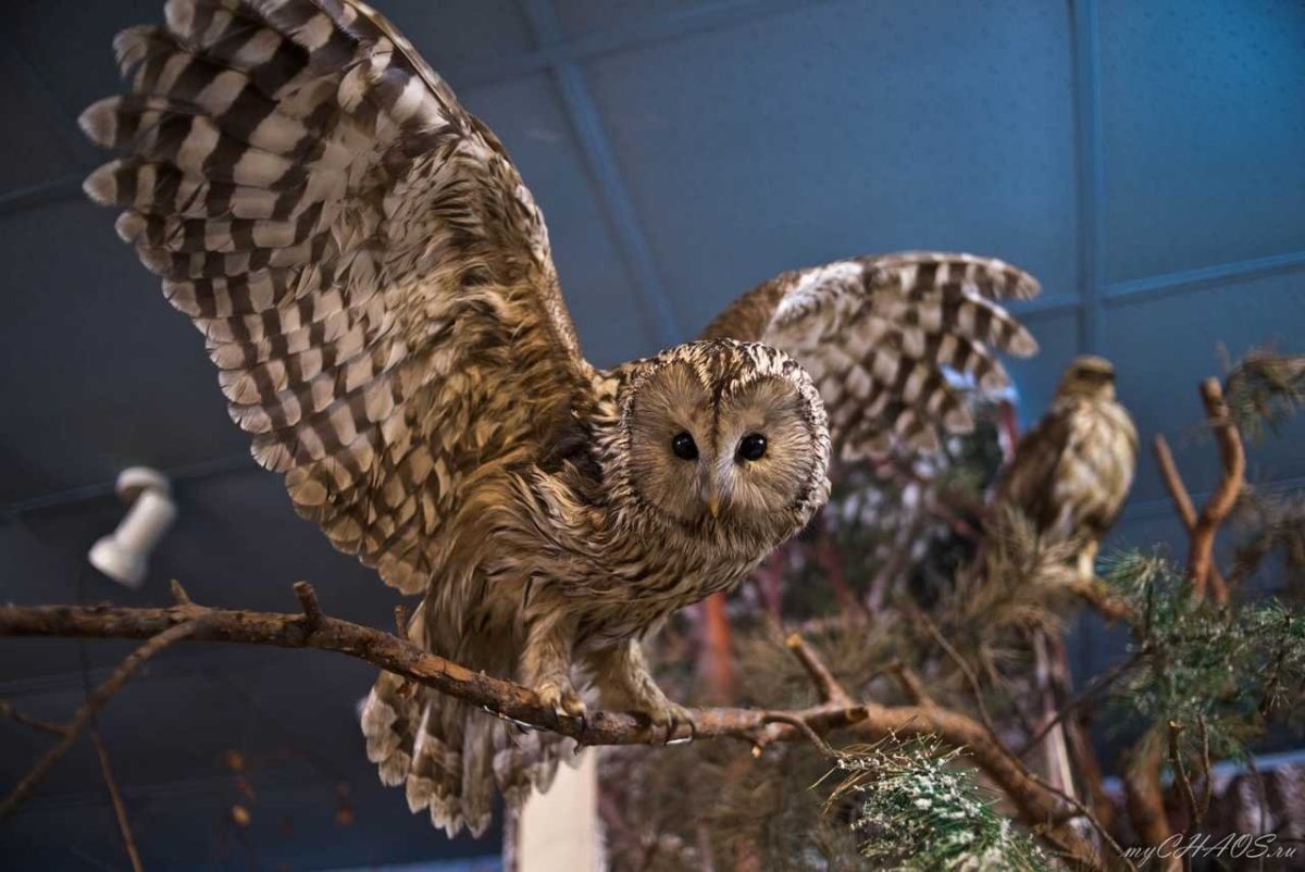 Неясыть чучело