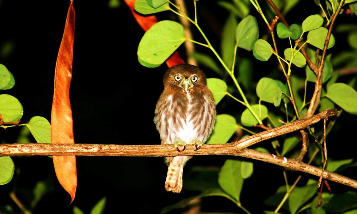 Ночные птицы Подмосковья