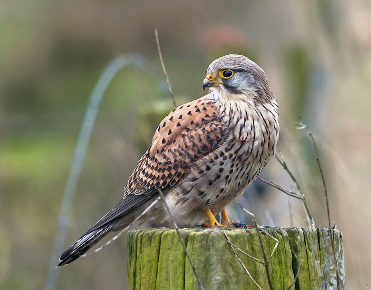 Хищные птицы Ленинградской