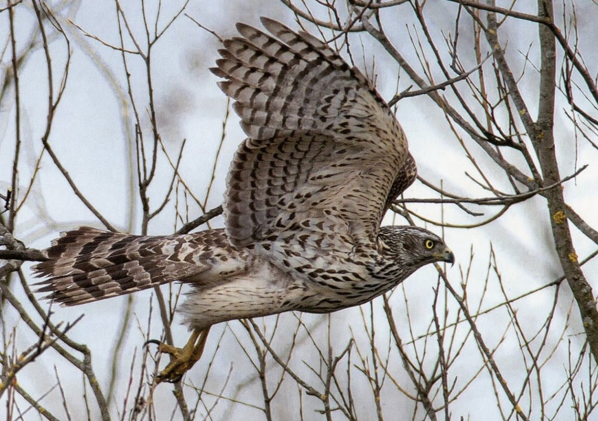 Ястреб тетеревятник полет