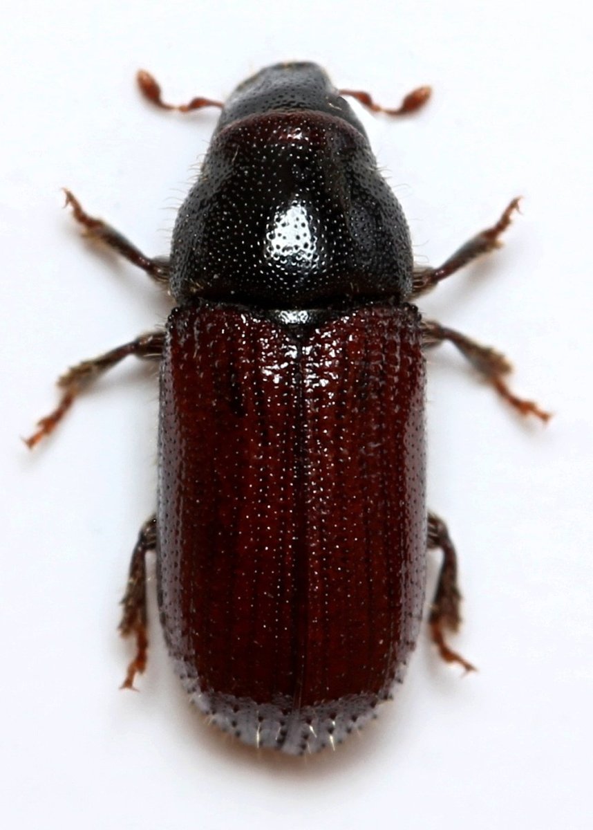 Малый Сосновый лубоед