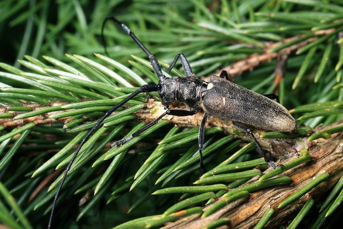 Черный Сосновый усач (Monochamus galloprovincialis oliv.)