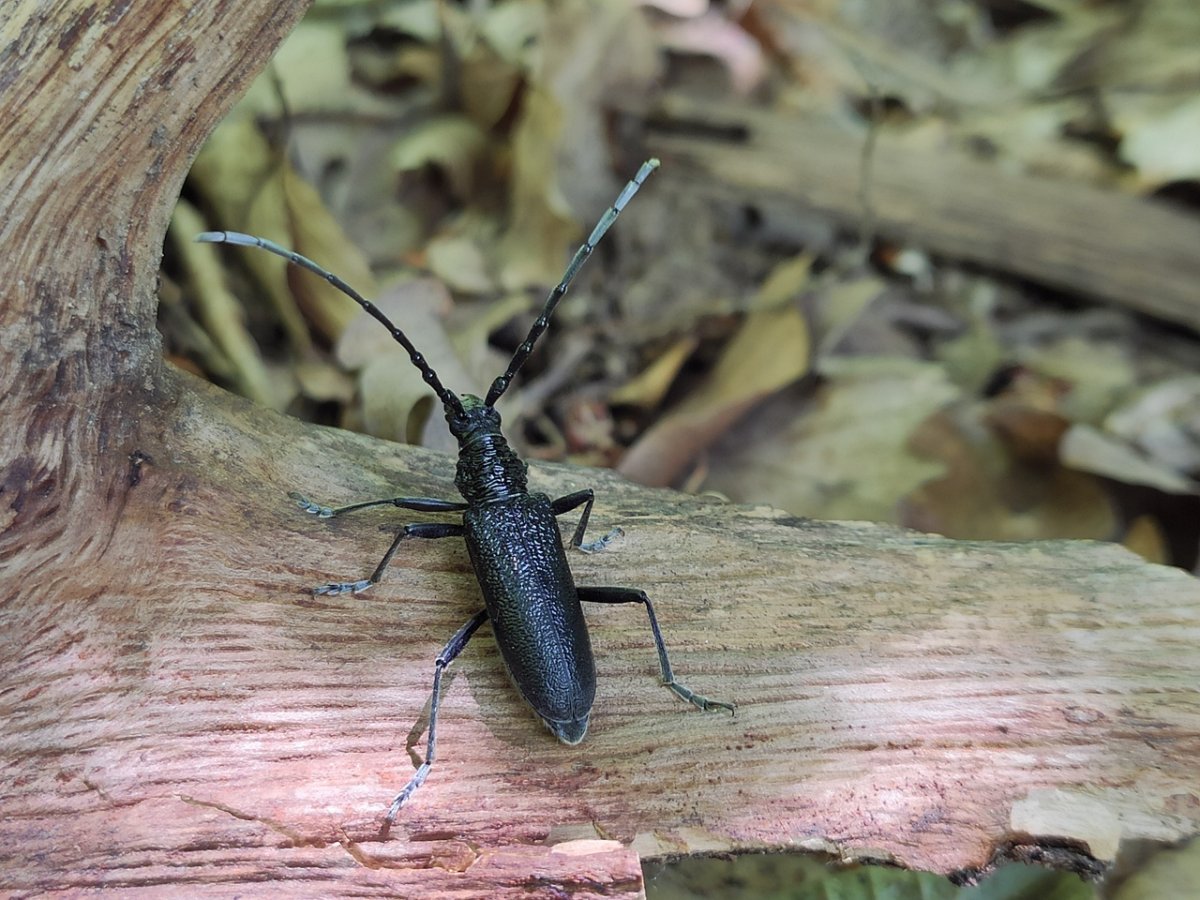 Жук короед усач