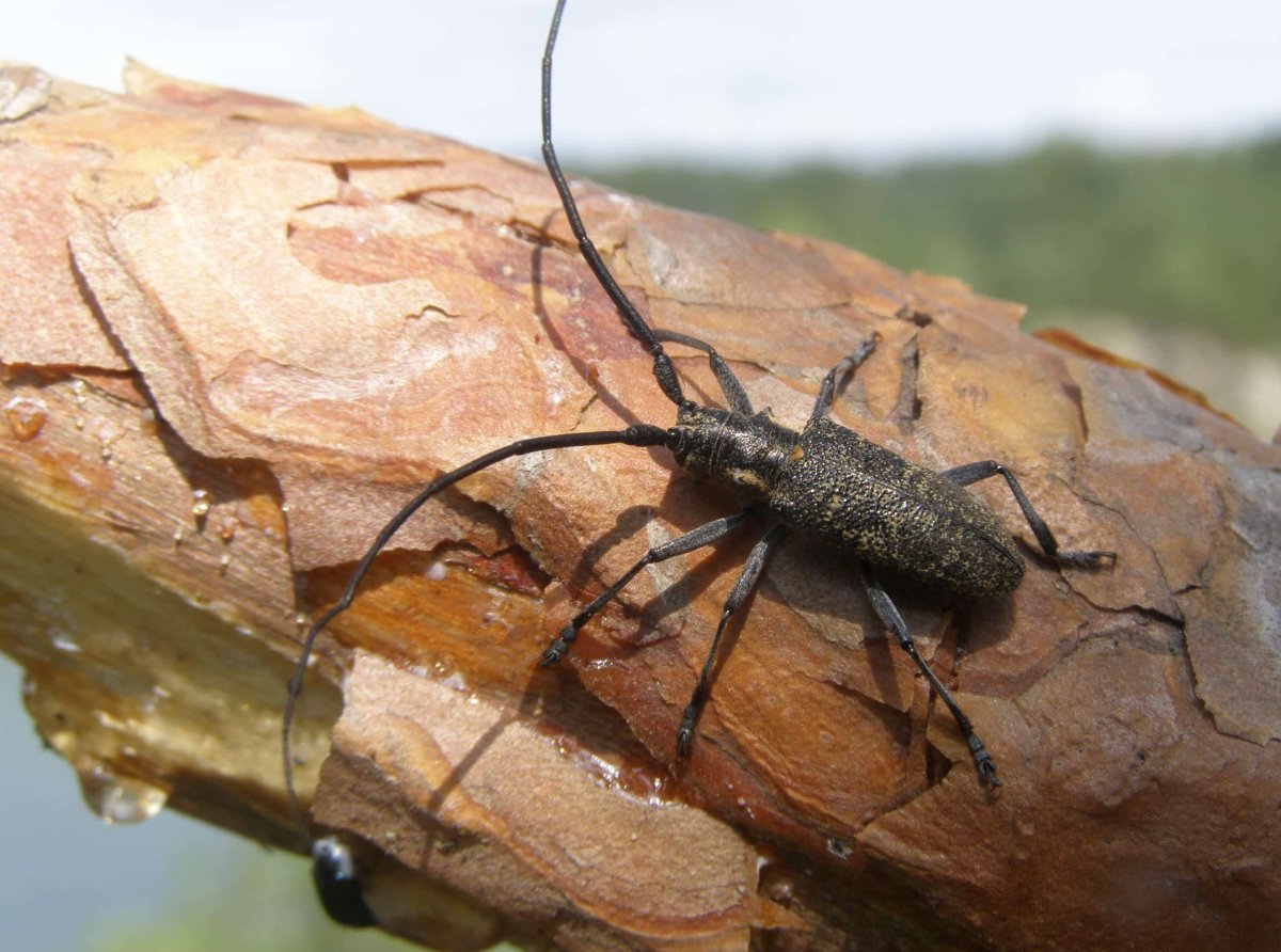 Жук еловый короед