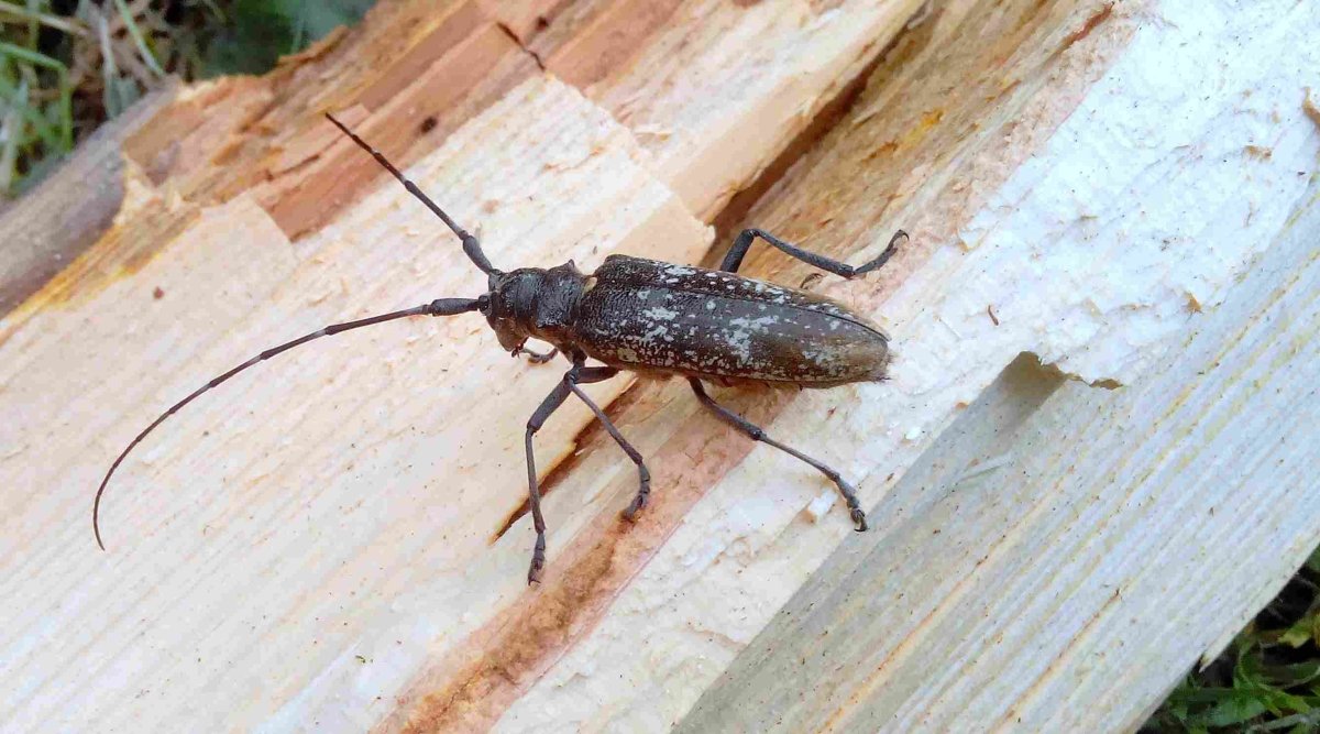 Жук Стригун короед