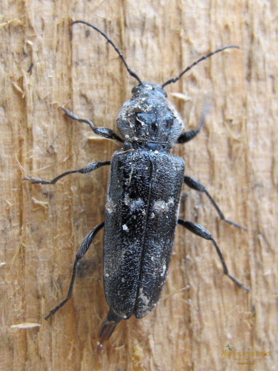 Короед Жук древоточец