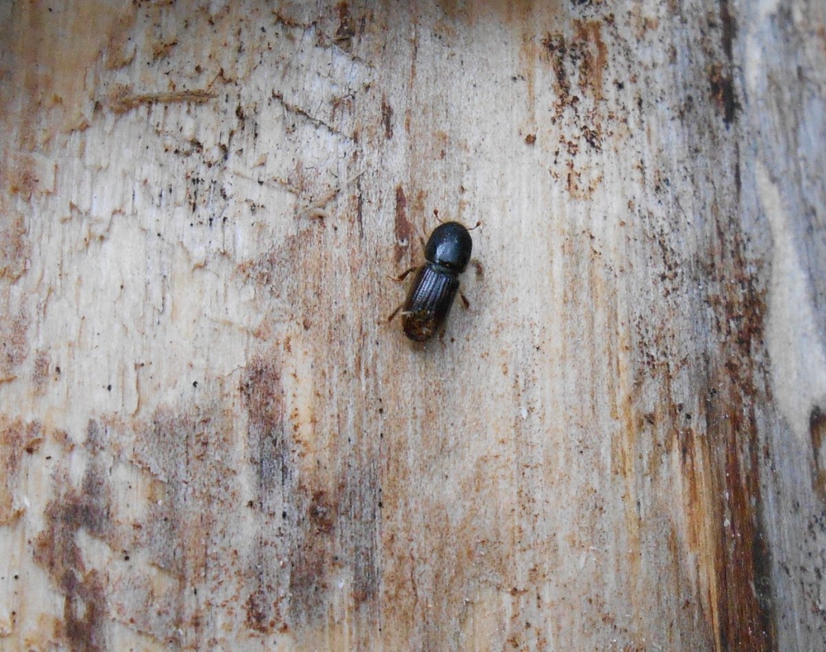 Короед Кедровый