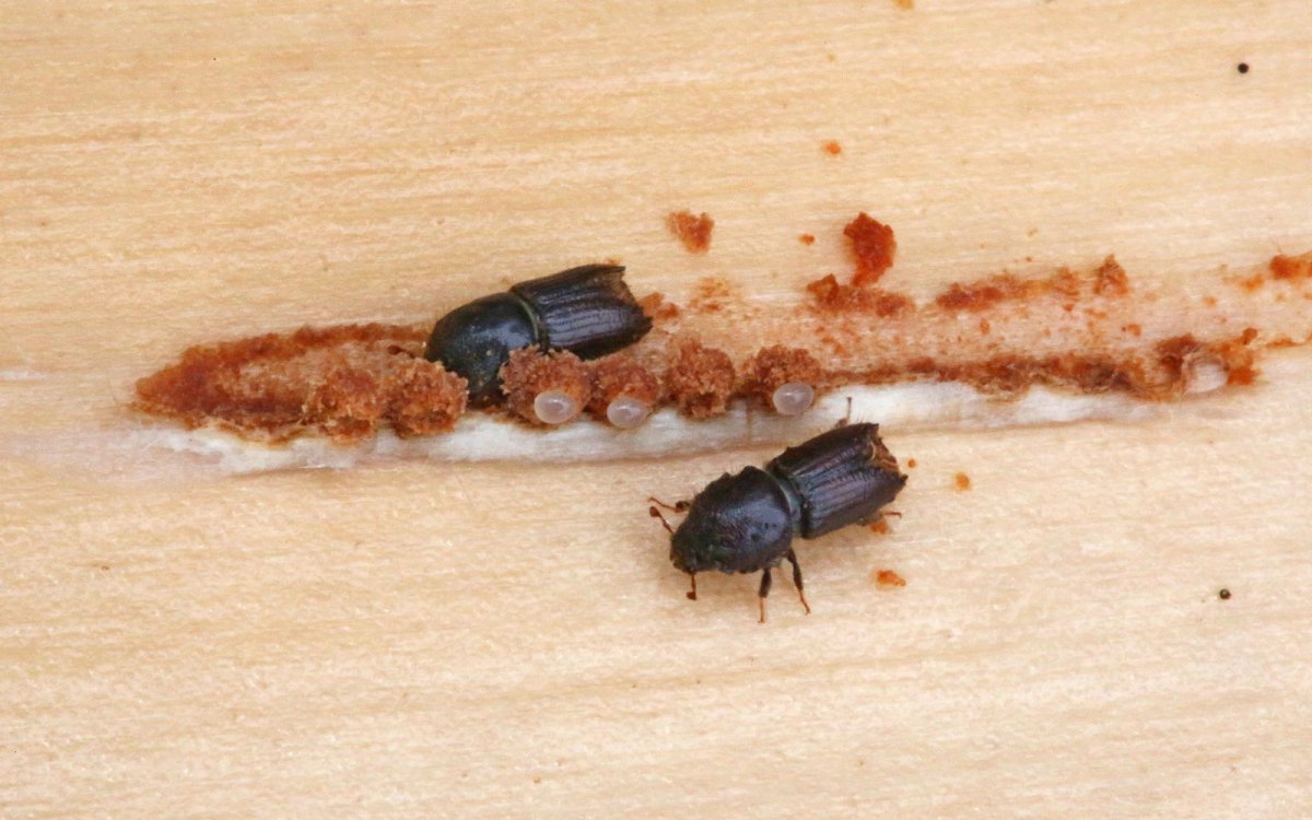 Личинка жука короеда