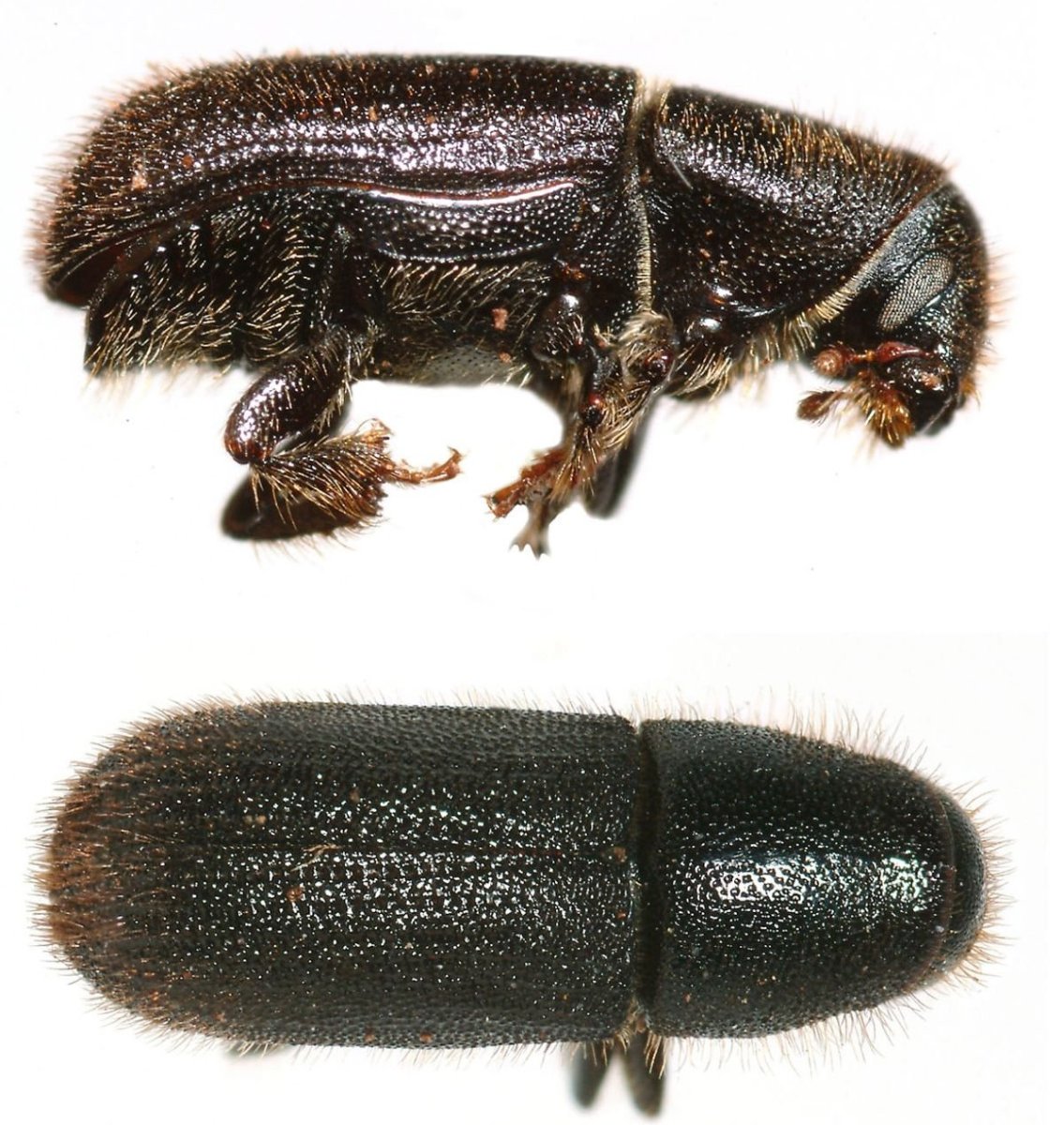 Малый Сосновый лубоед