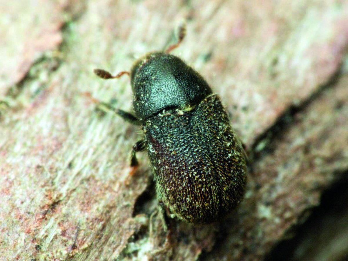 Малый Сосновый лубоед