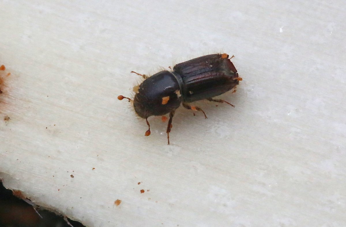 Жук короед красный