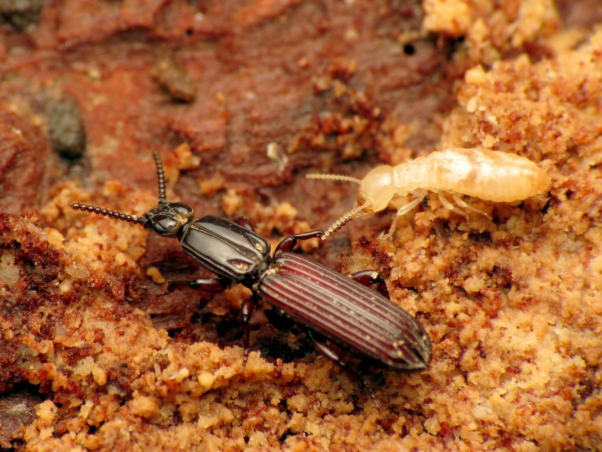 Жук типограф