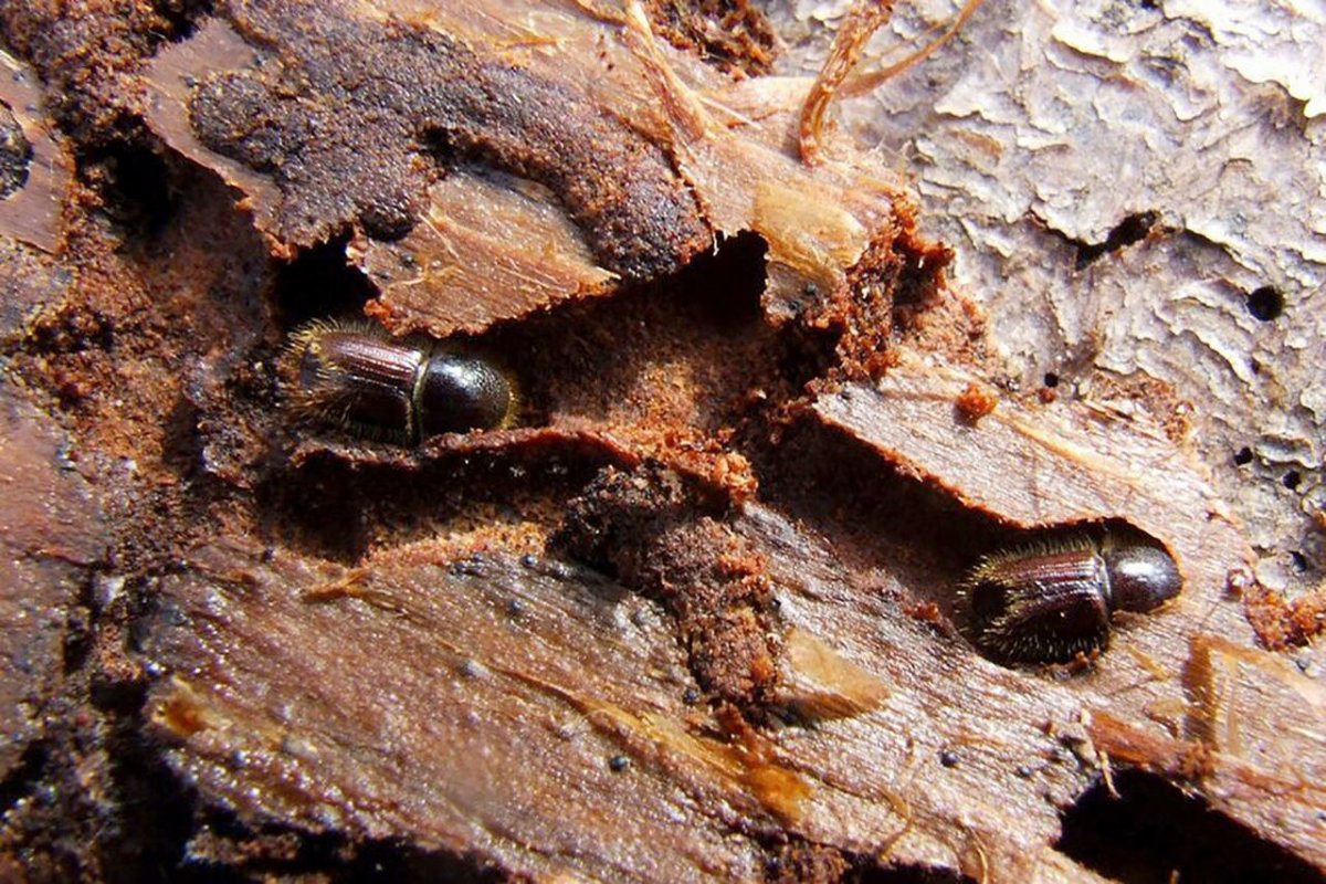 Жук короед типограф