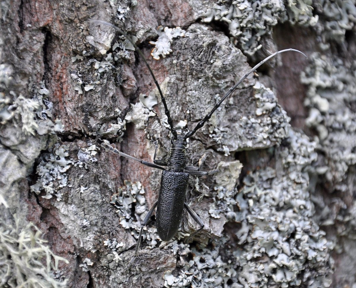 Жук Стригун короед