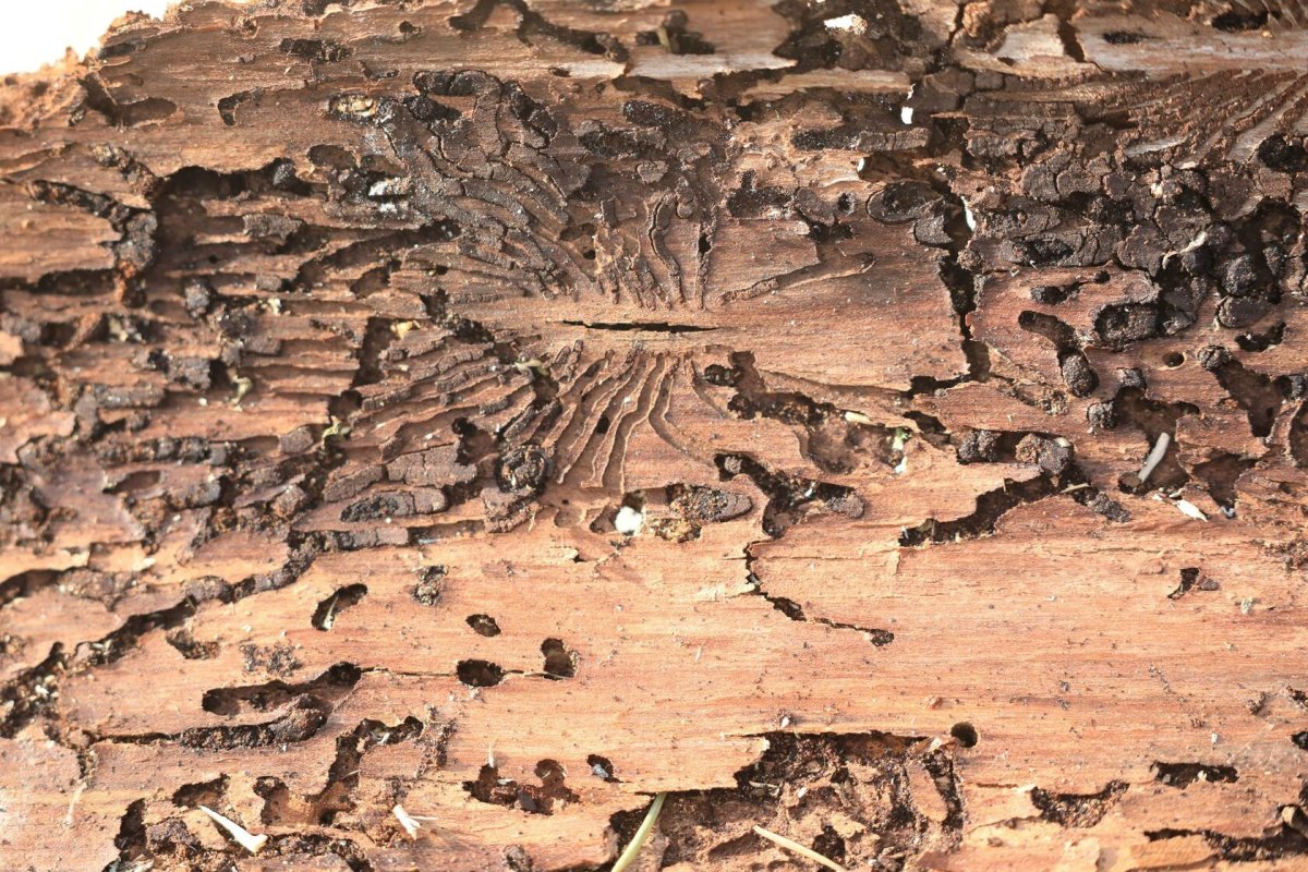 Жук короед типограф