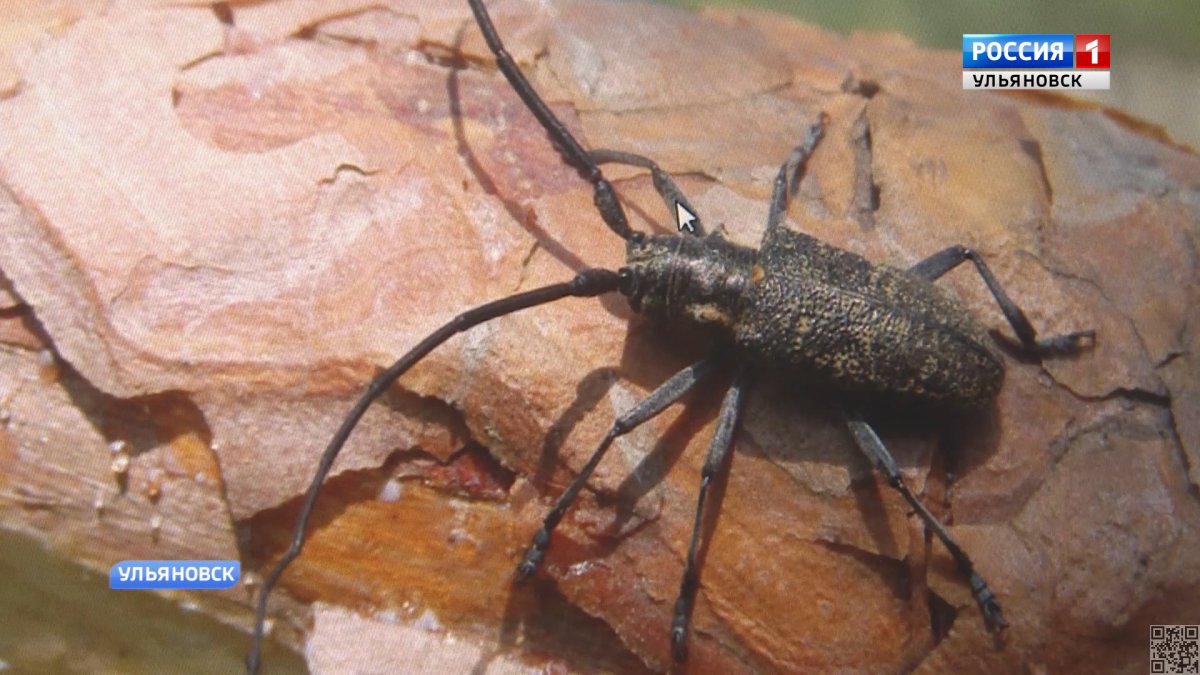 Черный Сосновый усач фото