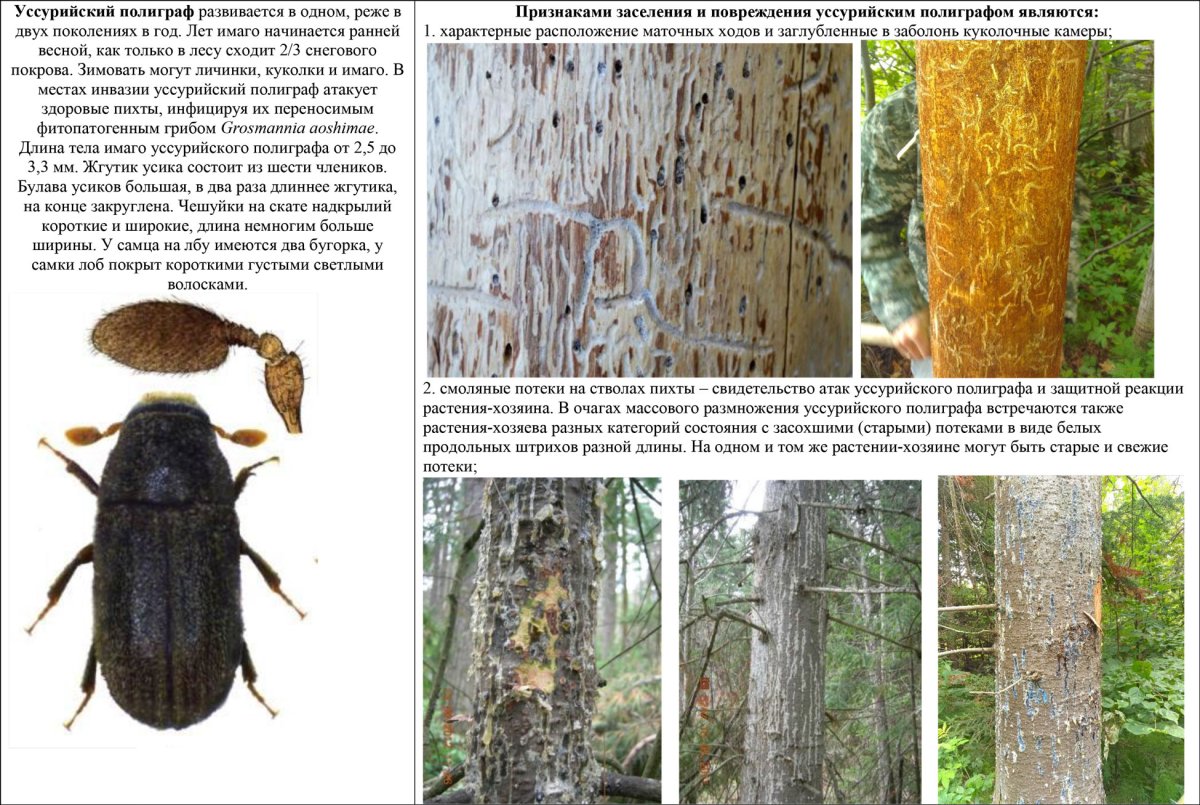 Короед полиграф Уссурийский