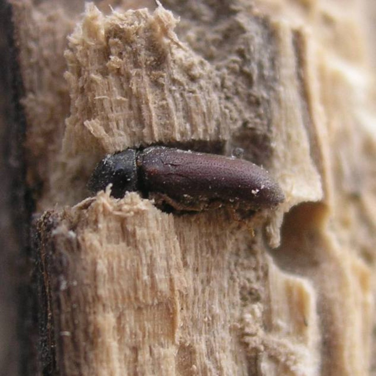 Жук короед Точильщик