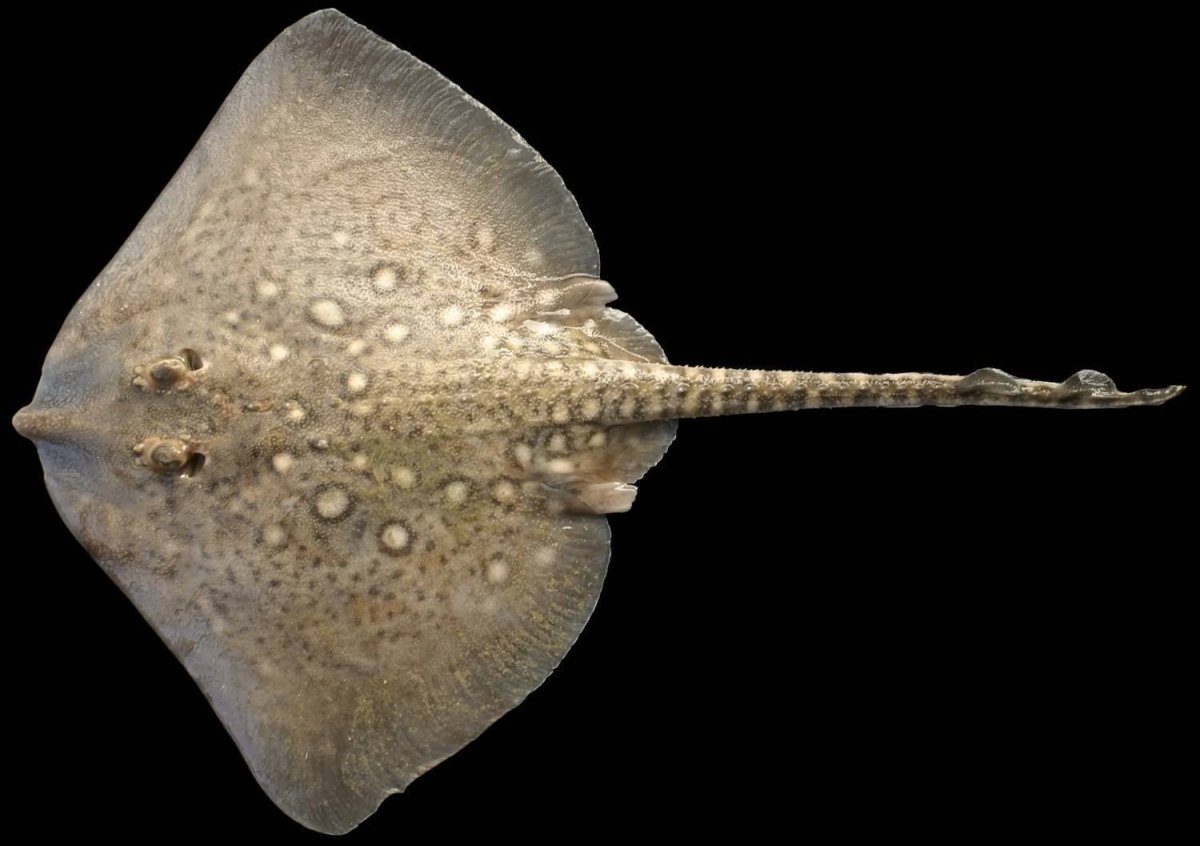 Raja clavata морская лисица