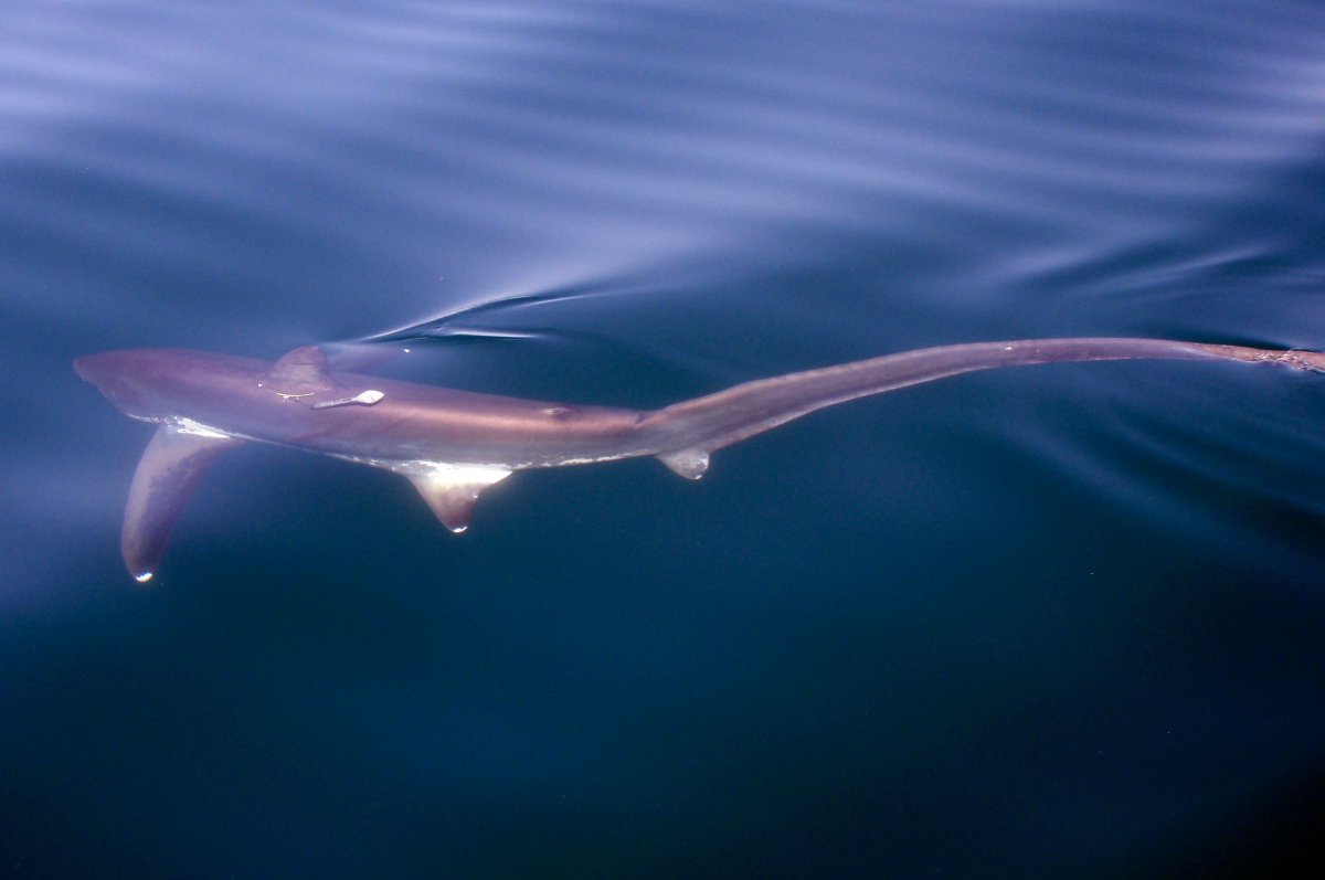 Пелагическая Лисья акула