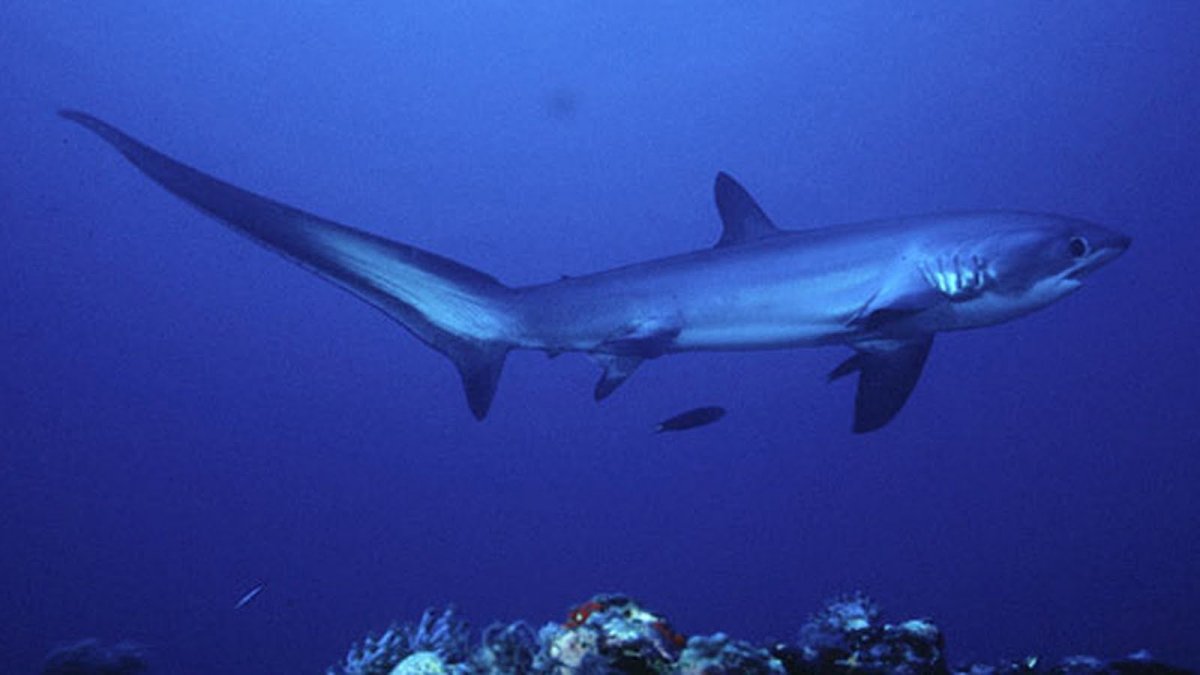 Alopias vulpinus обыкновенная морская лисица