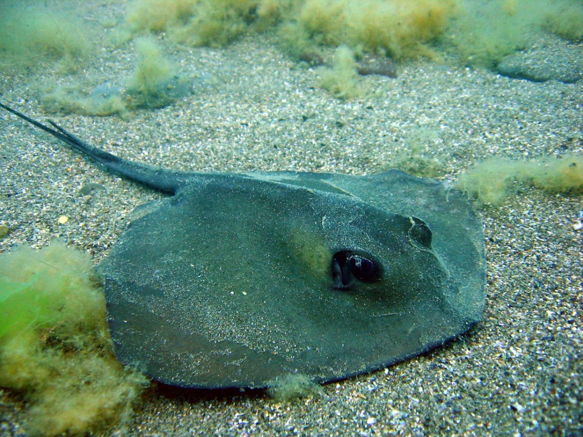 Черноморский Скат хвостокол