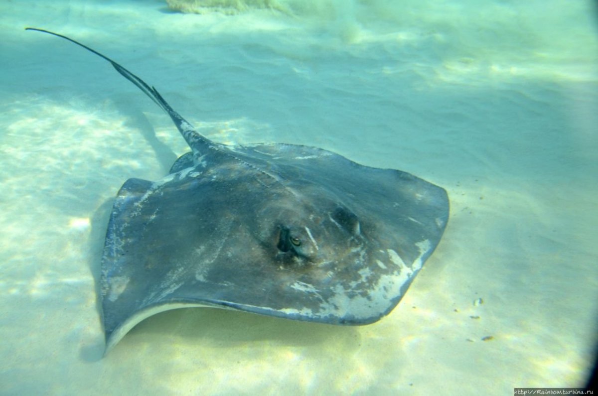 Скат-хвостокол в черном море