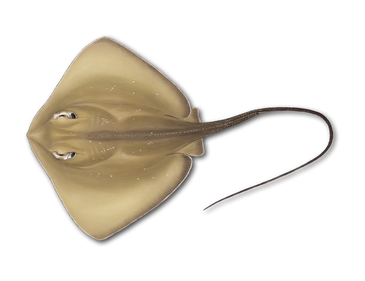 Электрический Скат