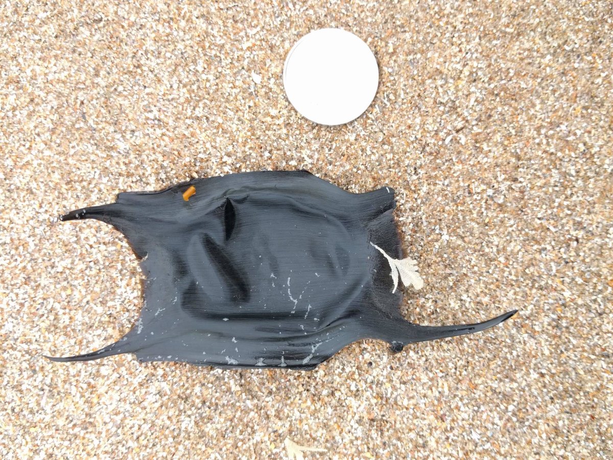 Капсула clavata