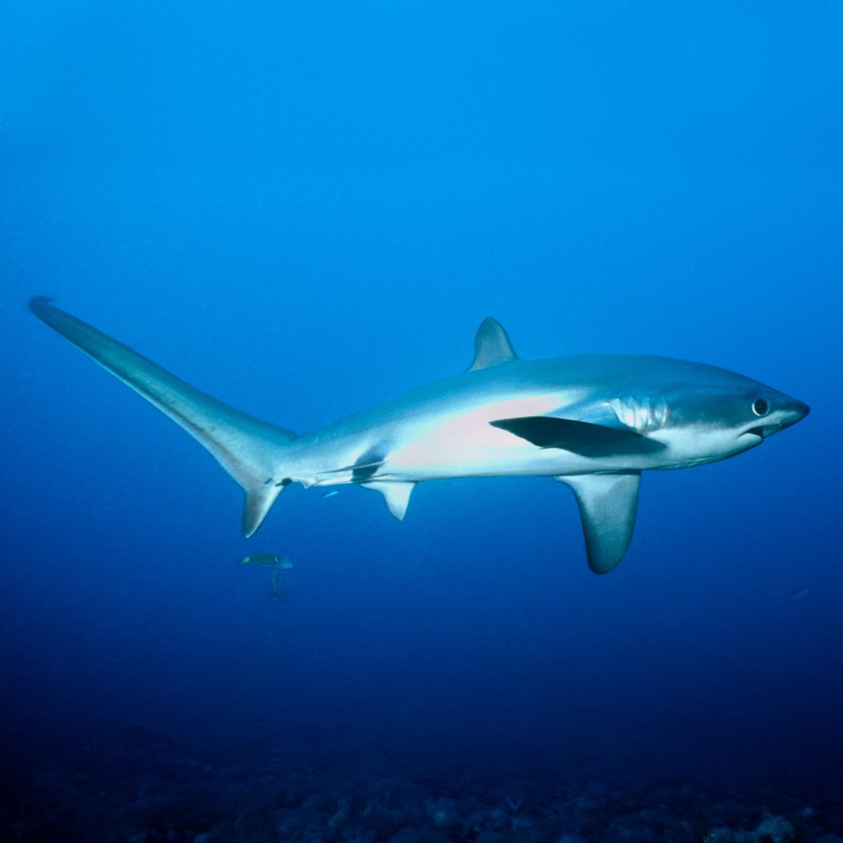 Пелагическая Лисья акула