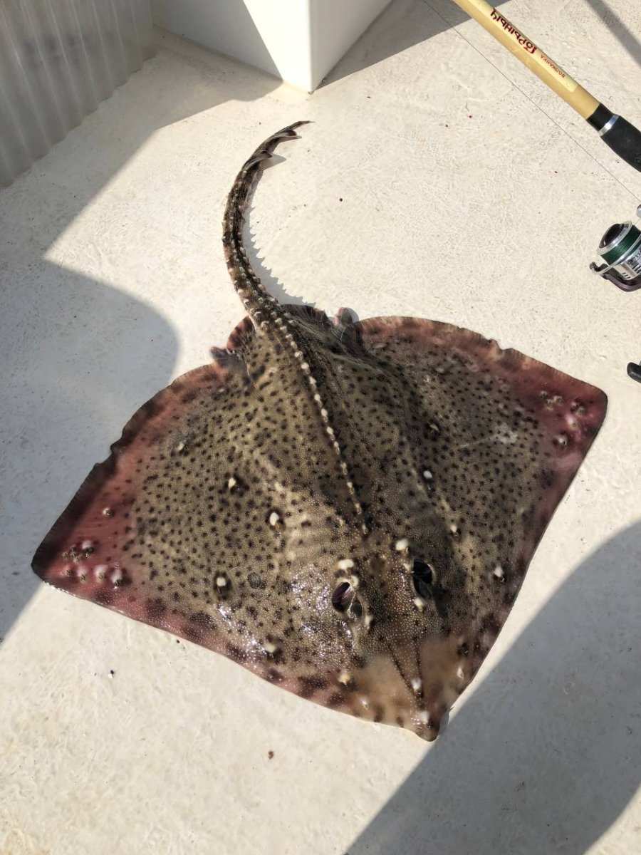 Морская лисица черное море