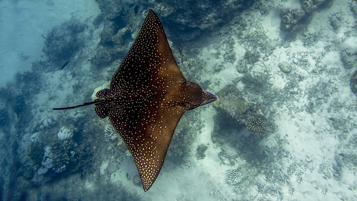 Обыкновенный Скат-орляк