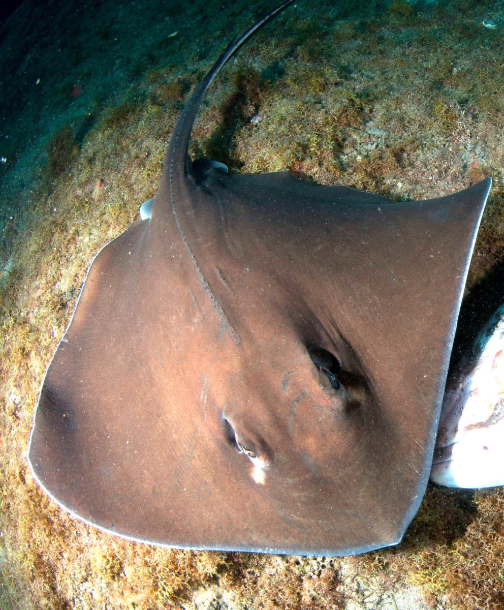 Щитоносный Скат