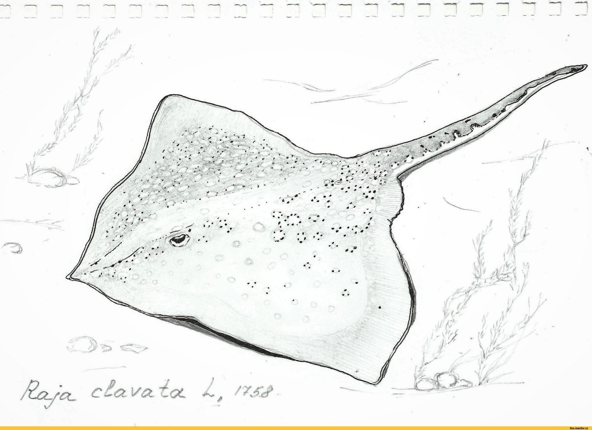 Морская лисица раскраска