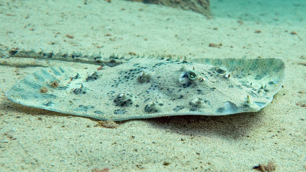 Скат морская лисица